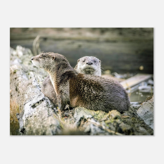 362a7aad-07c1-4f69-b447-1d8247cd44b3