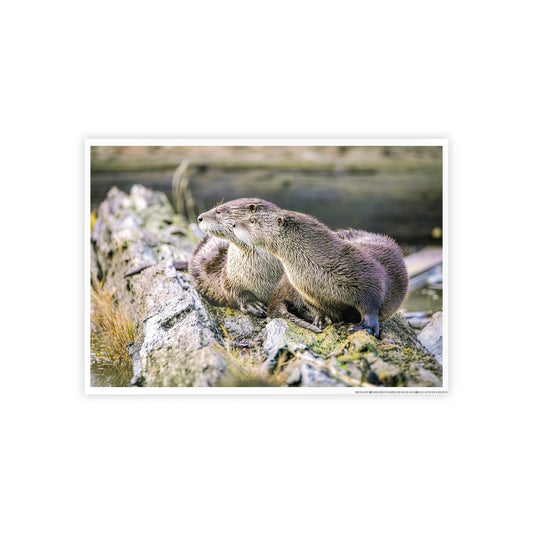 River Otters Morning Mist Gloss Poster | Wildlife Photography Wall Art