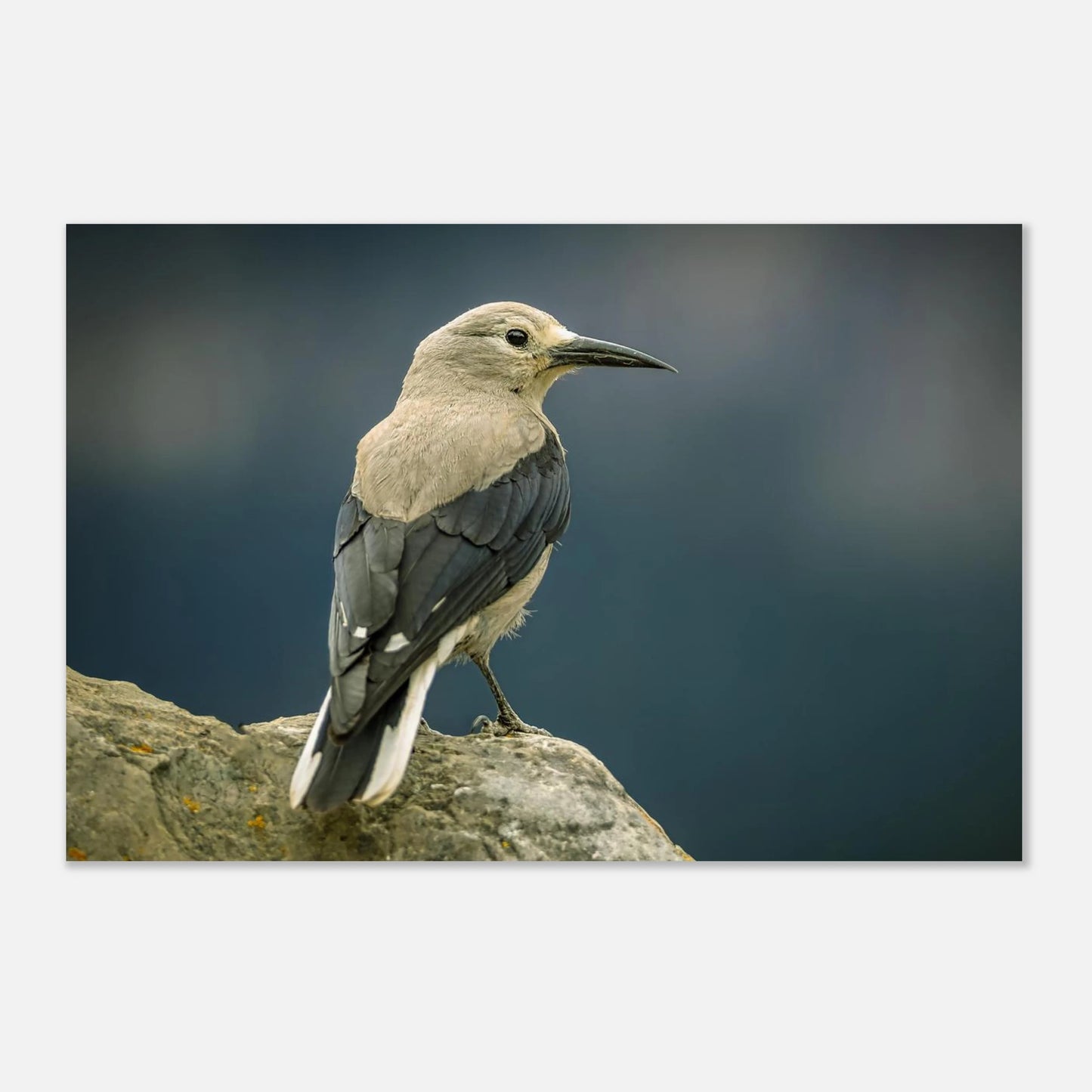 50d0b88b-7424-44bc-bf51-01e364637acf