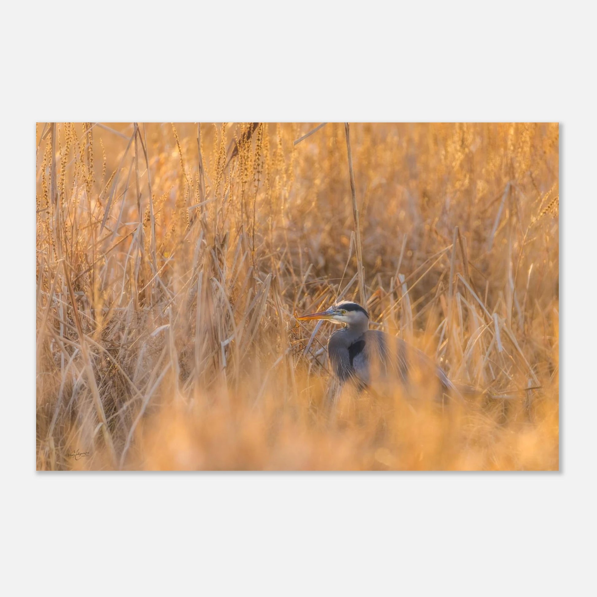 6bae1217-434d-4ef2-bdf3-de849ed11b15