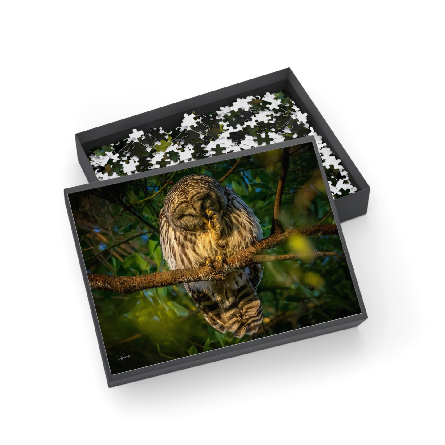 Barred Owl Wildlife Puzzle - 500, 1000 Piece Jigsaw