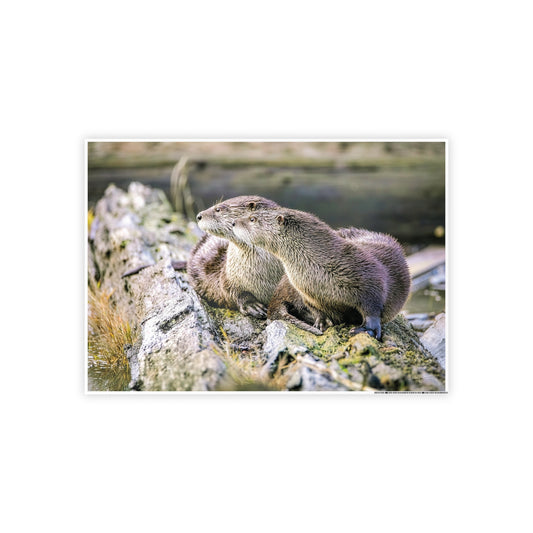 River Otters Morning Mist Gloss Poster | Wildlife Photography Wall Art