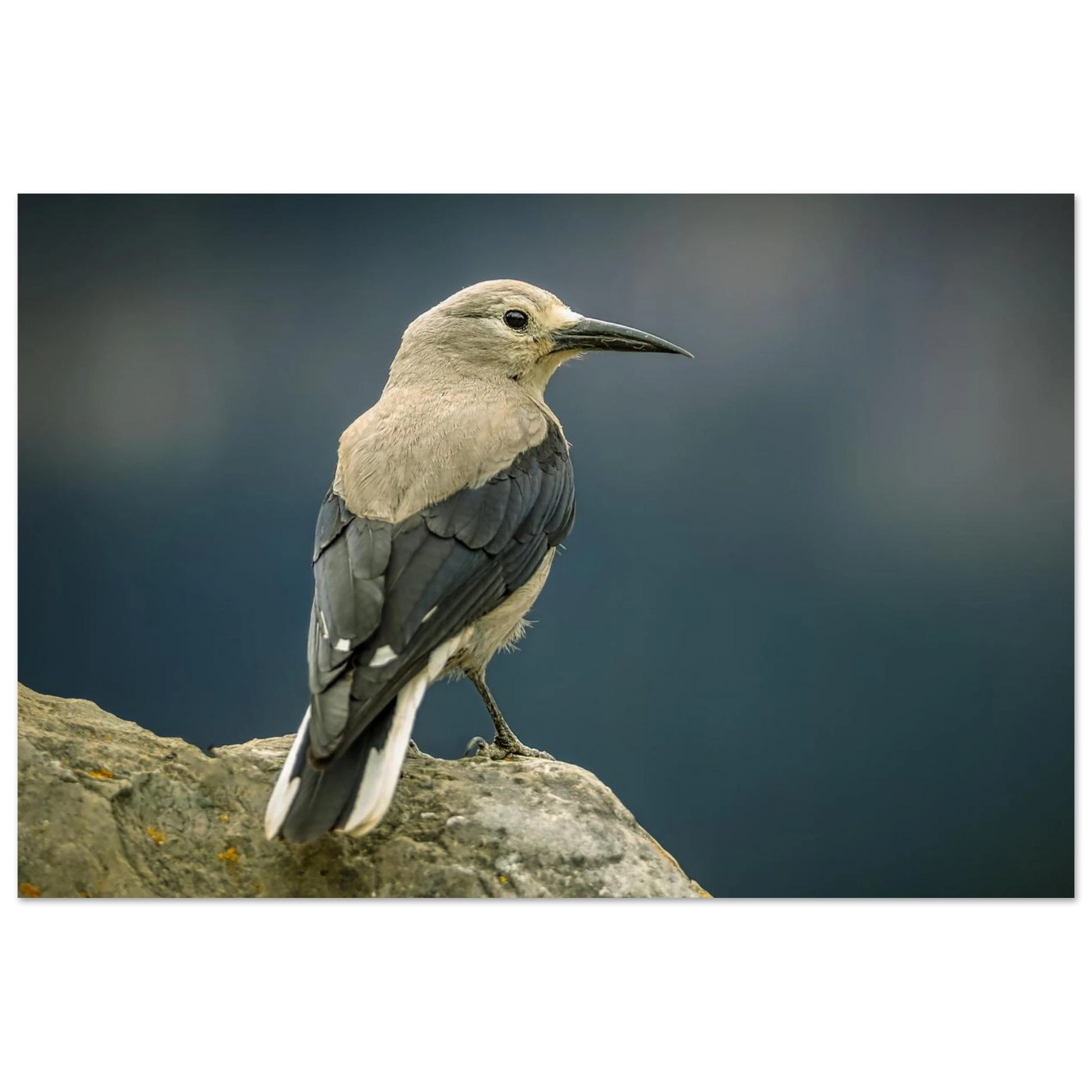 ac30657a-993d-4f29-b26e-aaf0184f3042