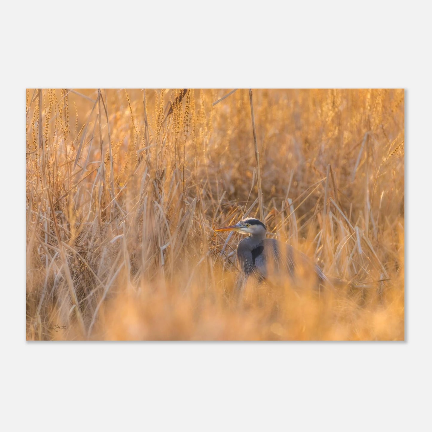 b2436c6f-3743-499e-9bee-21f2ef4374cc