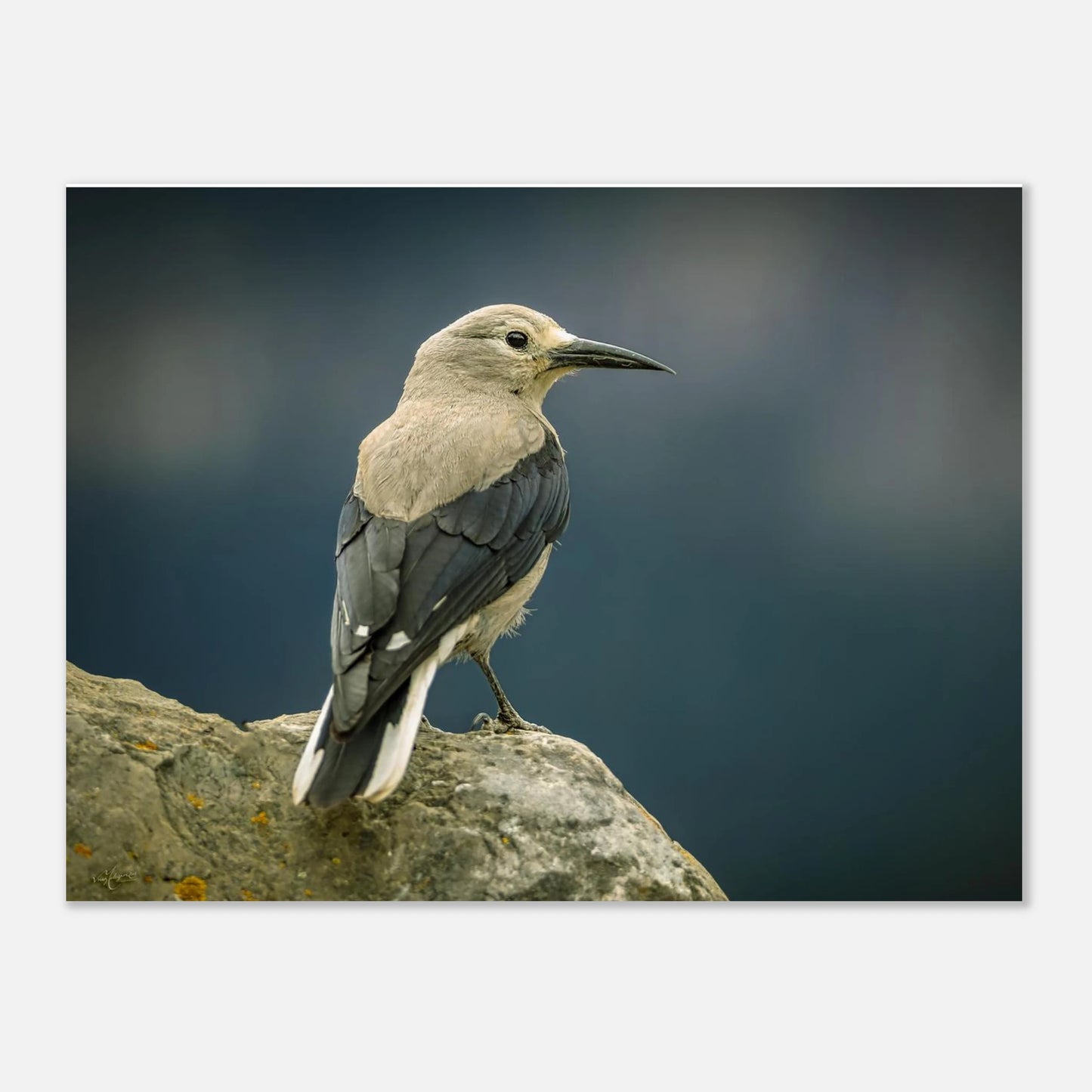 ebca4118-2c2b-41bb-b062-4e18af245abd