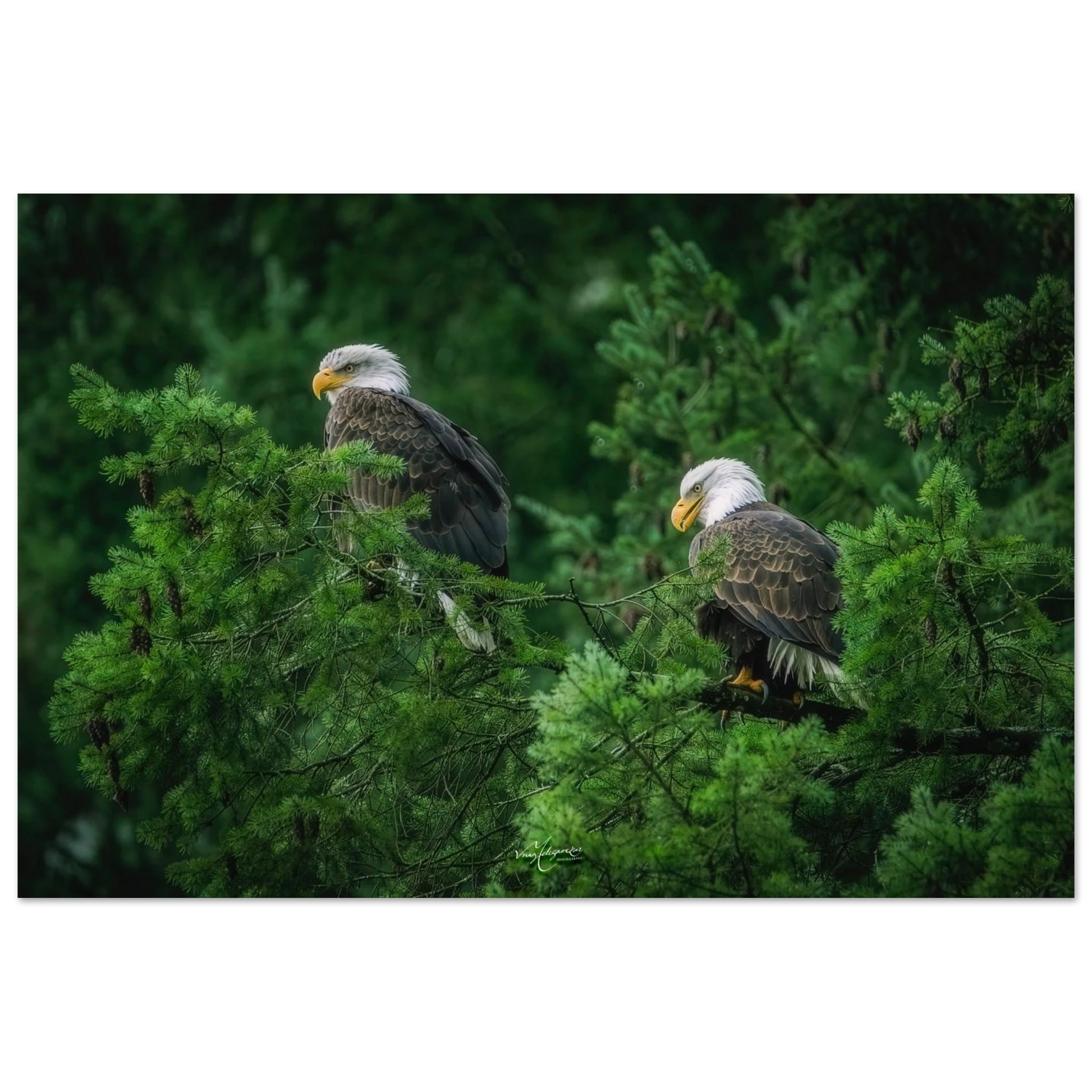 ed406a0c-af92-4988-b99b-f35302005286